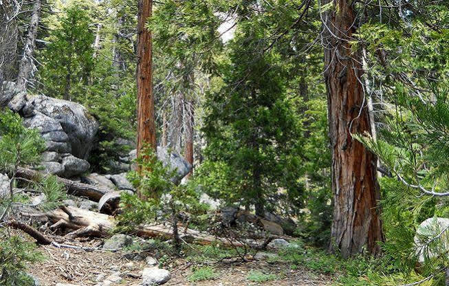 Stony Creek Lodge Sequoia National Park Exterior photo